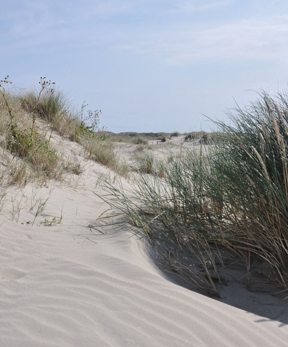 Hornbækeng