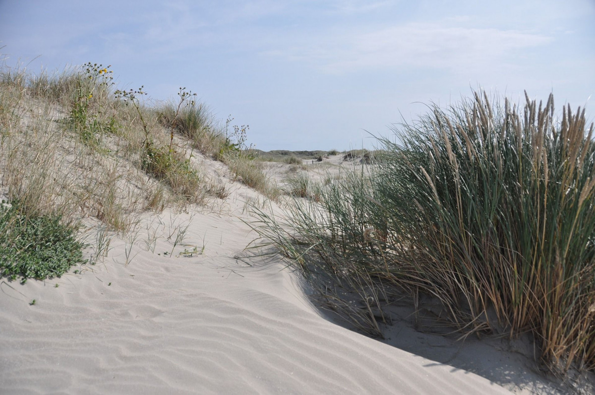 Hornbækeng
