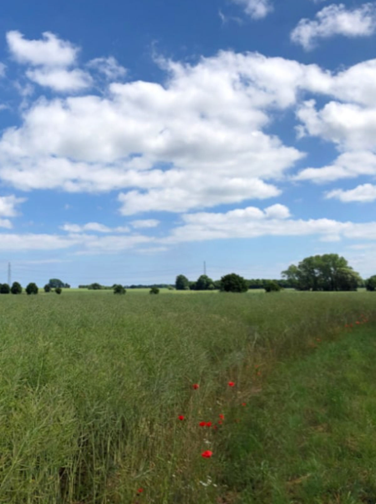 Gefion Group Sells Development Rights in Havdrup Skovby to Lind & Risør